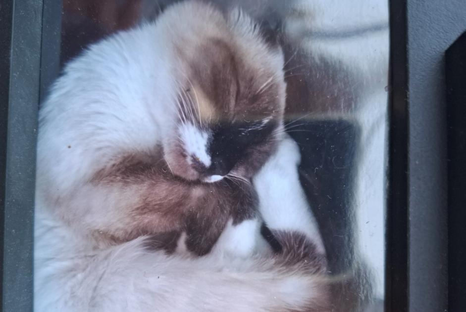 Alerte Disparition Chat croisement Femelle , 5 ans Longpont-sur-Orge France